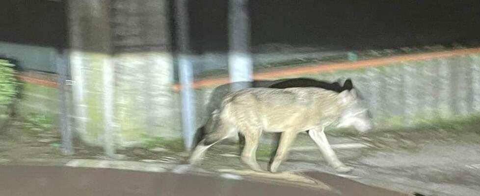 Sassuolo. Il sindaco Menani: «Un lupo in via San Michele E in collina sarebbero una decina» 