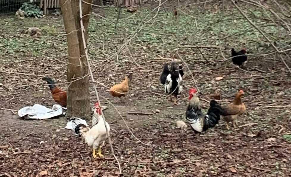 San Cesario. «C’è un pollaio a Villa Boschetti» Il Comune: «È abusivo» 
