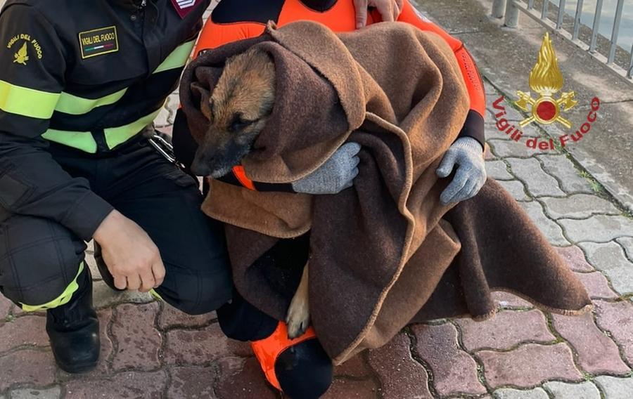Cagliari, cane salvato dai vigili del fuoco dopo essere caduto in un canale