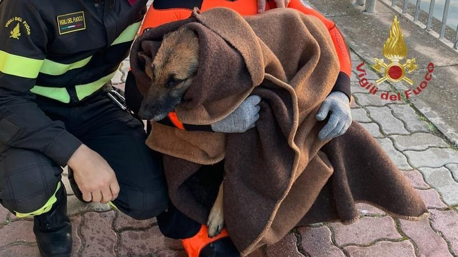 Cagliari, cane salvato dai vigili del fuoco dopo essere caduto in un canale