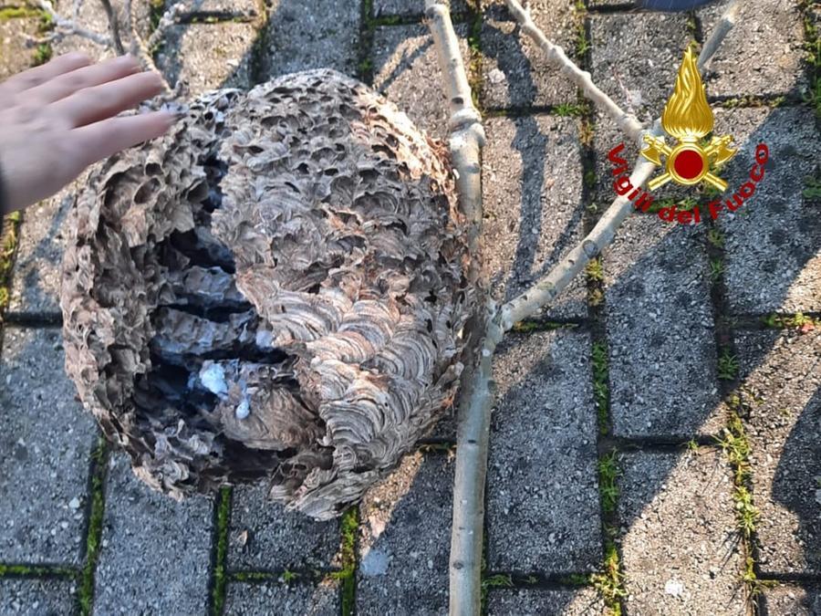
	Il nido individuato e rimosso dai vigili del fuoco


