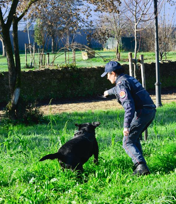 Firenze, altri due cani morti per avvelenamento: il killer ha colpito anche in via Simone Martini