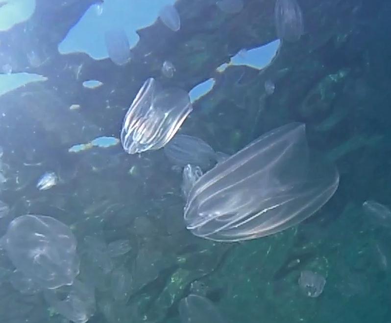 Goro, nuova specie trovata nella Sacca: è una minaccia per le vongole 