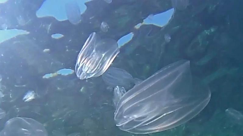Goro, nuova specie trovata nella Sacca: è una minaccia per le vongole