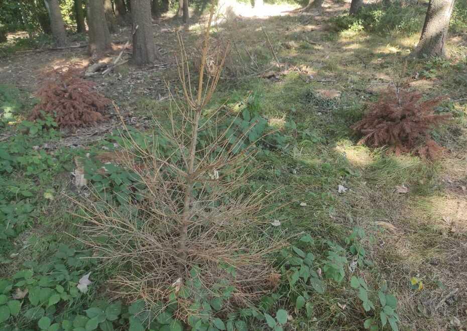 Ambiente, gli abeti salvati dal Natale 2021 sono morti: nessuno li ha innaffiati