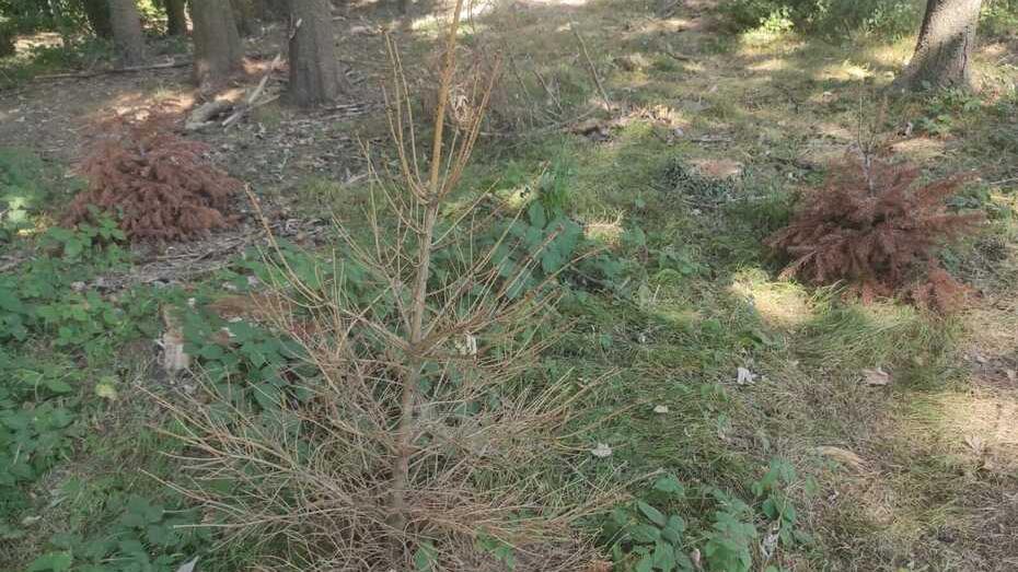 Ambiente, gli abeti salvati dal Natale 2021 sono morti: nessuno li ha innaffiati
