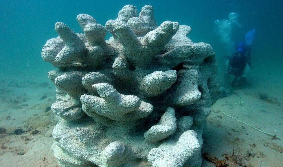 La Maddalena, allevamento di ostriche: l’Ente parco in tribunale 