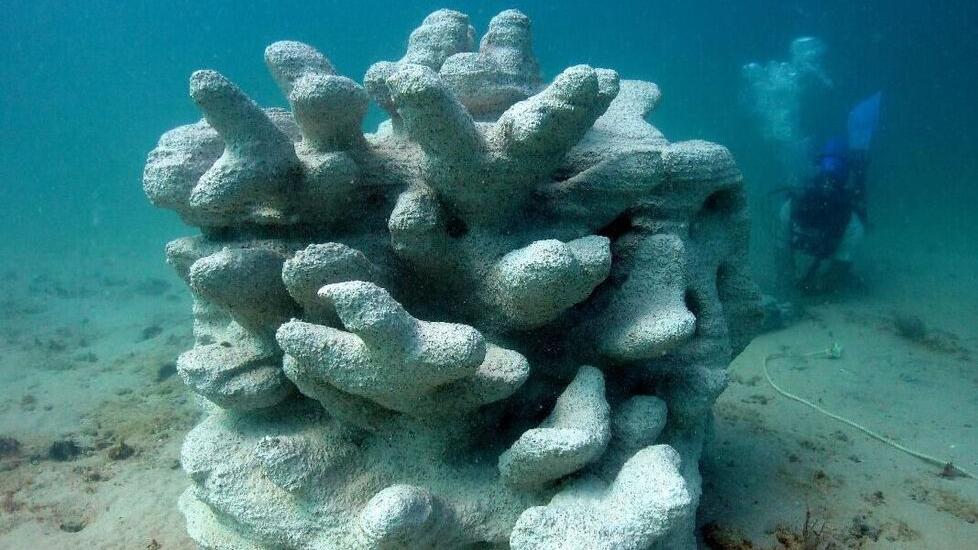 La Maddalena, allevamento di ostriche: l’Ente parco in tribunale