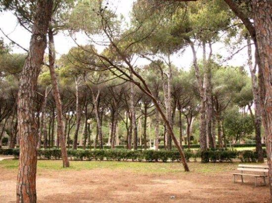 La Pineta di Castiglioncello in cerca di rilancio