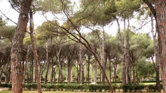 La Pineta di Castiglioncello in cerca di rilancio