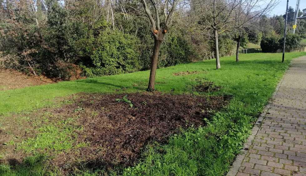 Bagno a Ripoli, il parco è ostaggio dei cinghiali selvatici: paura fra i cittadini