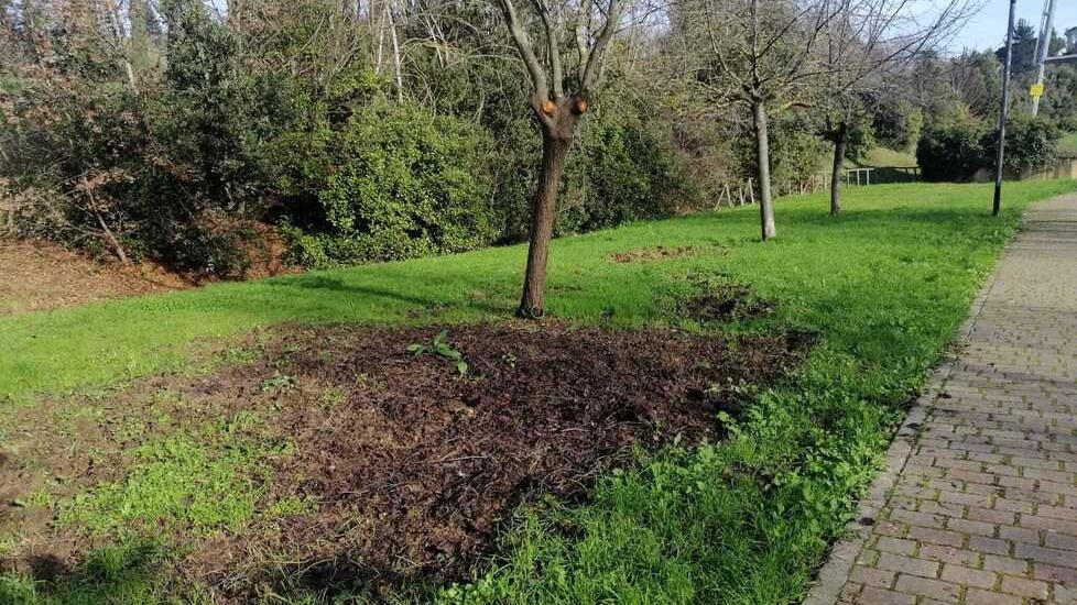 Bagno a Ripoli, il parco è ostaggio dei cinghiali selvatici: paura fra i cittadini