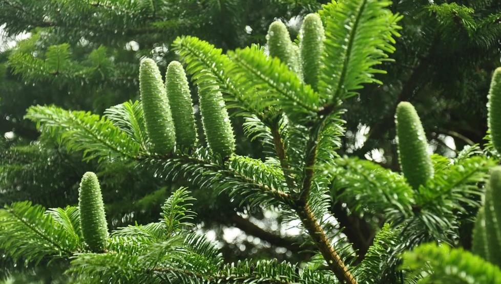 L’albero di Natale può avere una seconda vita anche in cucina: le ricette degli chef per riusarlo