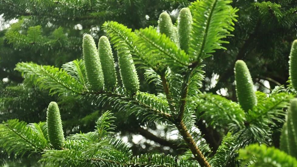 L’albero di Natale può avere una seconda vita anche in cucina: le ricette degli chef per riusarlo