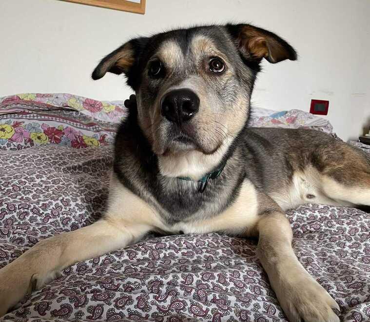 Spilamberto. Cane a passeggio con la sua padrona azzannato da pitbull senza guinzaglio