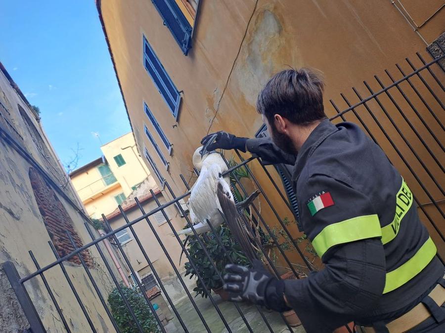 Un esemplare di Sula Bassana incastrato in una ringhiera del Duomo