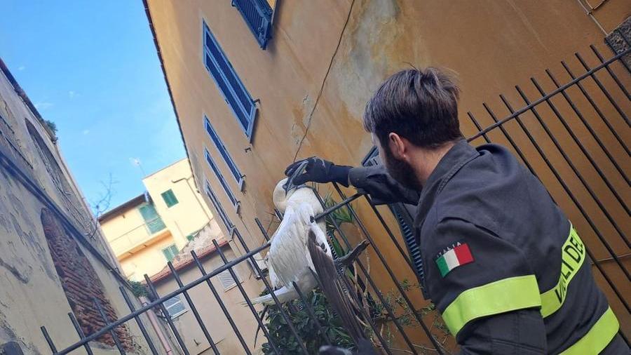 Un esemplare di Sula Bassana incastrato in una ringhiera del Duomo
