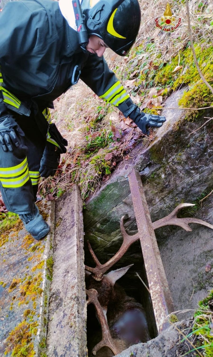 Cervo cade in un canale di scolo: inutili i soccorsi