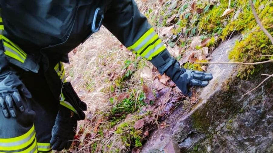 Cervo cade in un canale di scolo: inutili i soccorsi