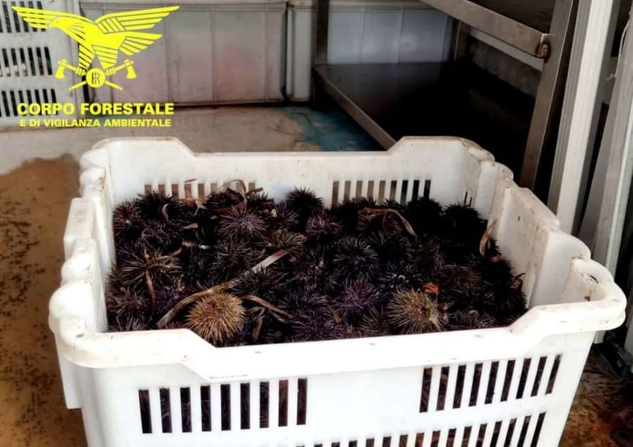 Pula, pesca ricci nel giorno sbagliato: multato