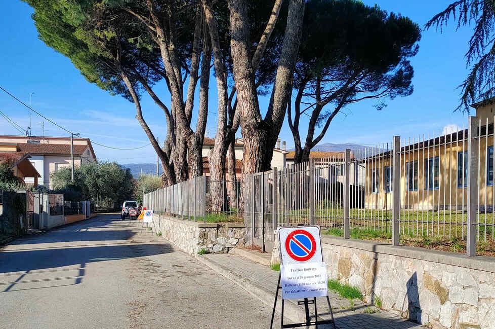 Troppo pericolosi: otto pini da abbattere a Pistoia