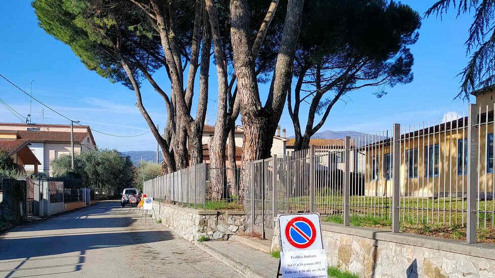 Troppo pericolosi: otto pini da abbattere a Pistoia