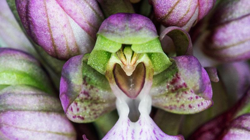 La rarissima orchidea nasce ai piedi del borgo e il Comune la protegge con un cartello