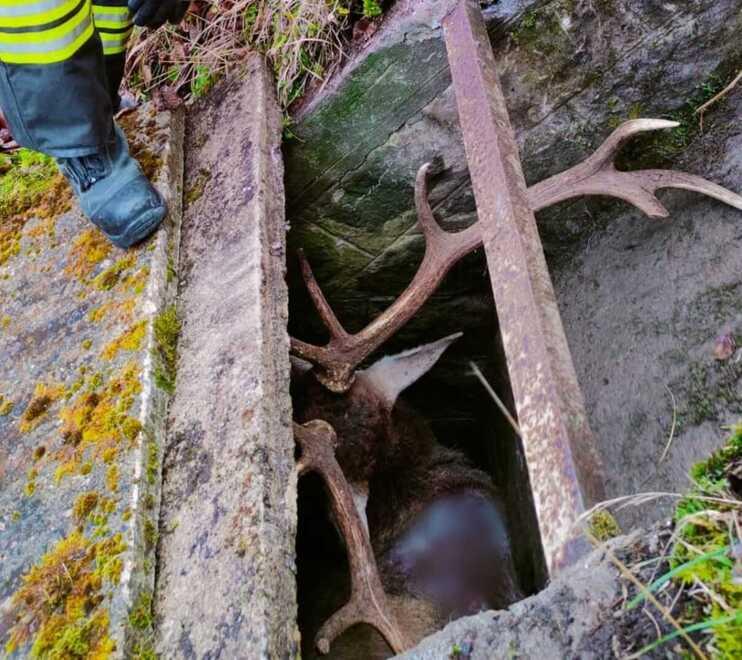Cervo muore dopo essere caduto nel canale, inutili i soccorsi