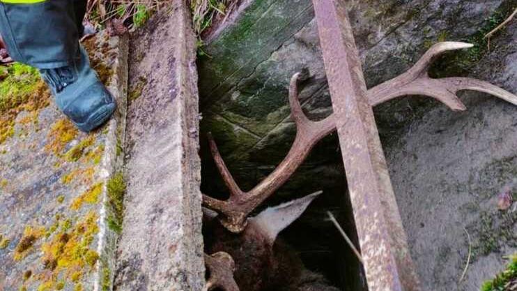 Cervo muore dopo essere caduto nel canale, inutili i soccorsi