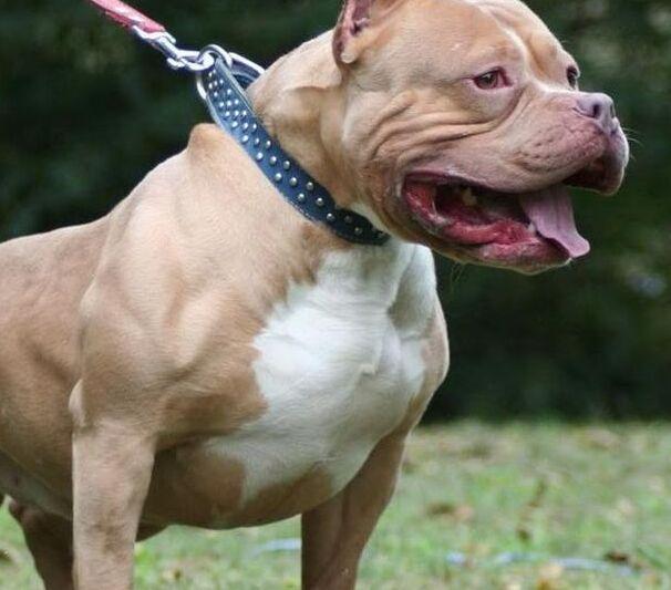 Vignola. Pitbull senza guinzaglio Ancora un’aggressione Cane gravemente ferito 