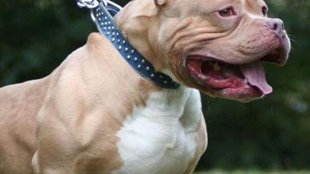 Vignola. Pitbull senza guinzaglio Ancora un’aggressione Cane gravemente ferito