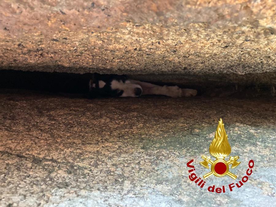 
	Il piccolo segugio maremmano incastrato fra le rocce

