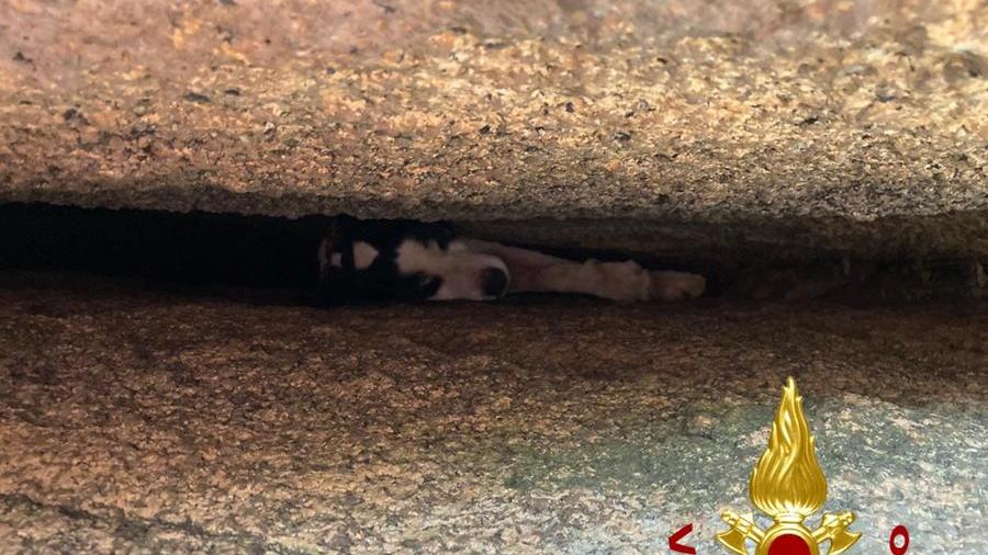 Il piccolo segugio maremmano incastrato fra le rocce