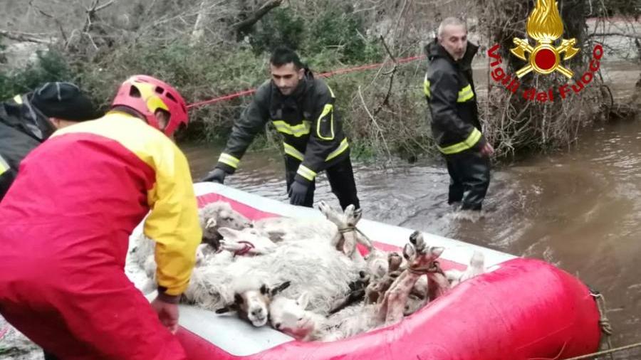 L'intervento di salvataggio delle pecore