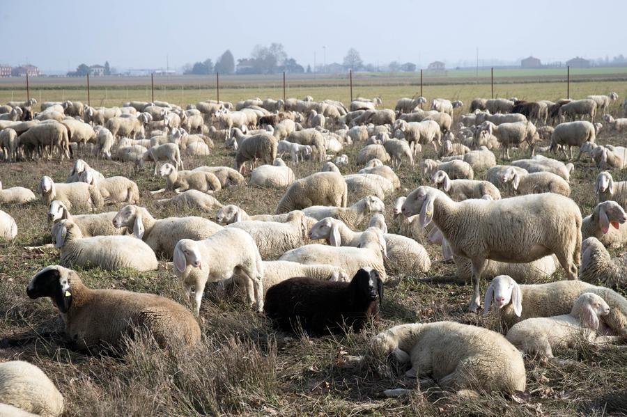 Avvistamenti ad Anita: «I lupi hanno sbranato le pecore, li ho visti e ho avuto paura»