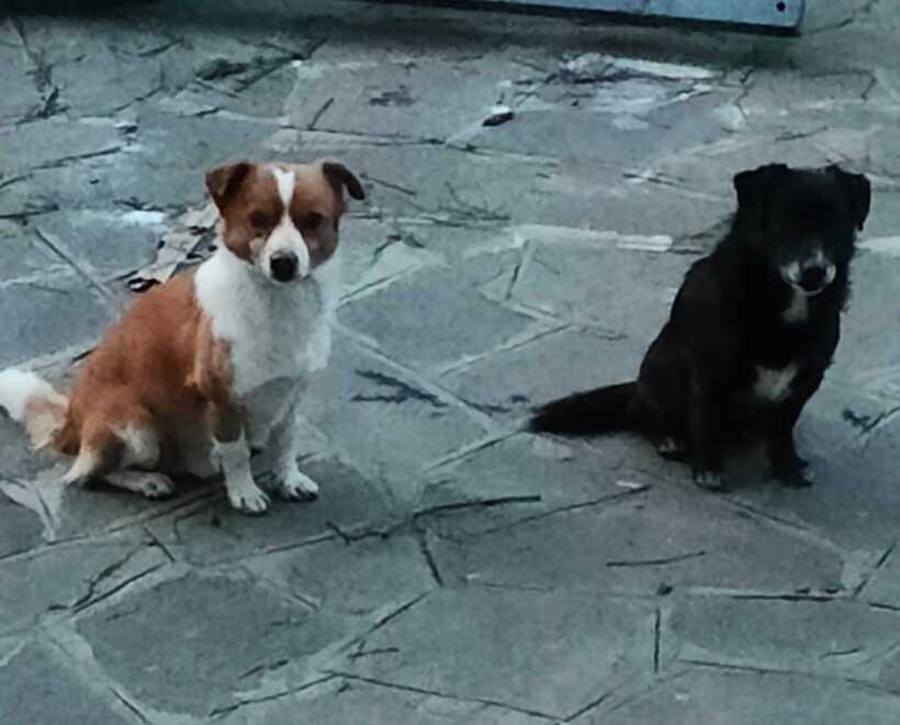 Billy e Nocciola sono soli dopo la morte del padrone