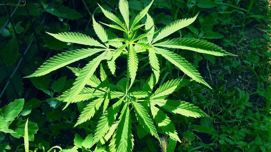 Una coltivazione di cannabis (archivio)