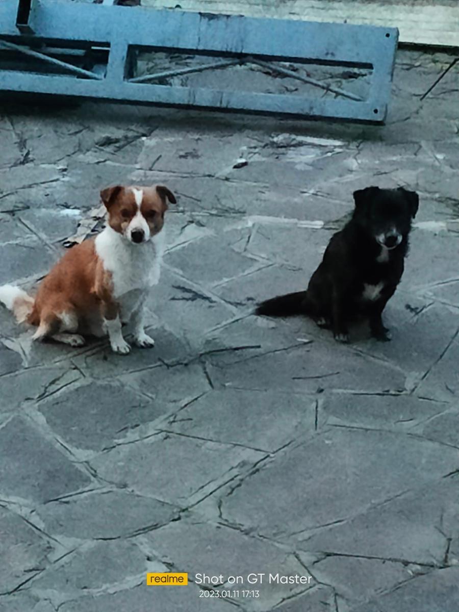 
	I due cani cercano una nuova casa

