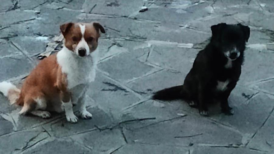 I due cani cercano una nuova casa