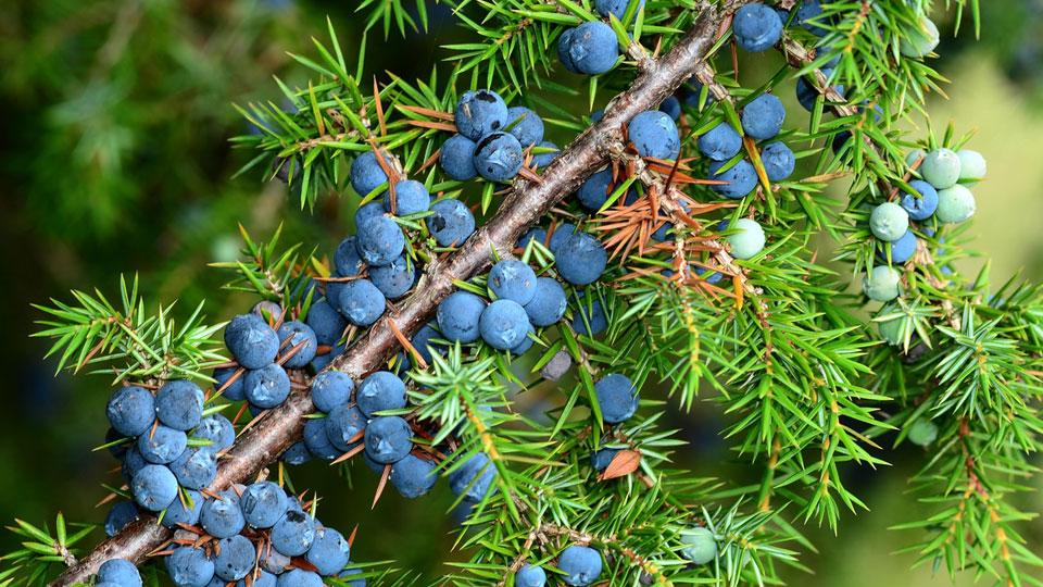 Il gin parla toscano e unisce fragranze con le opere d’arte