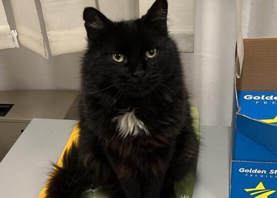 Addio al gatto Nerone: l’ispettore mascotte che viveva tra le multe grossetane