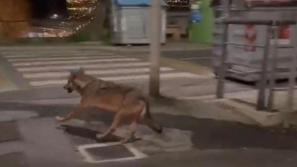 Dopo il lupo, invasione di cinghiali: «Ma il gattile non ha responsabilità»