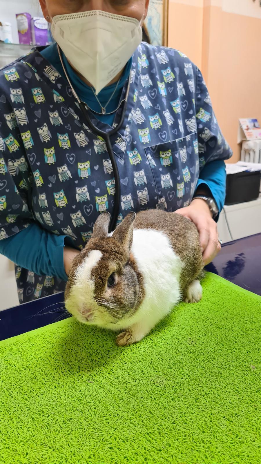 Formigine, numerosi casi di maltrattamenti di animali