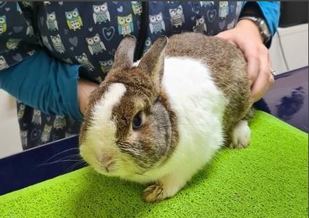Animali maltrattati e abbandonati è allarme: «Si può essere denunciati»