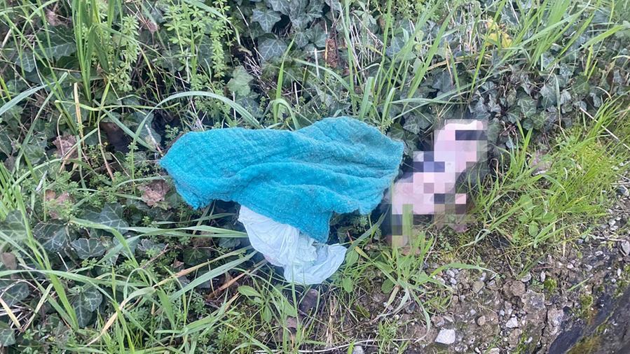 I due cuccioli uccisi lasciati a bordo strada