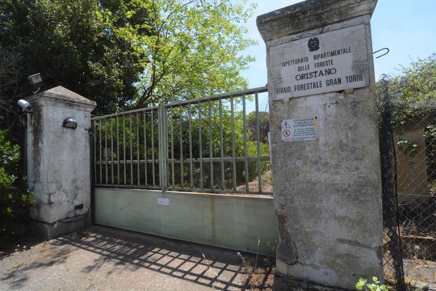 
	L'ex vivaio dell'Ente Foreste nella strada tra Oristano e Torregrande

