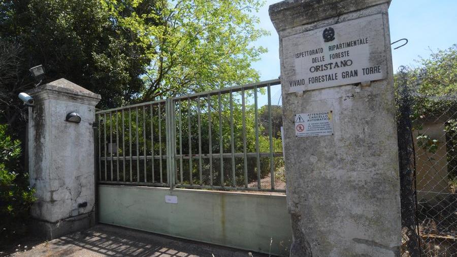 L'ex vivaio dell'Ente Foreste nella strada tra Oristano e Torregrande