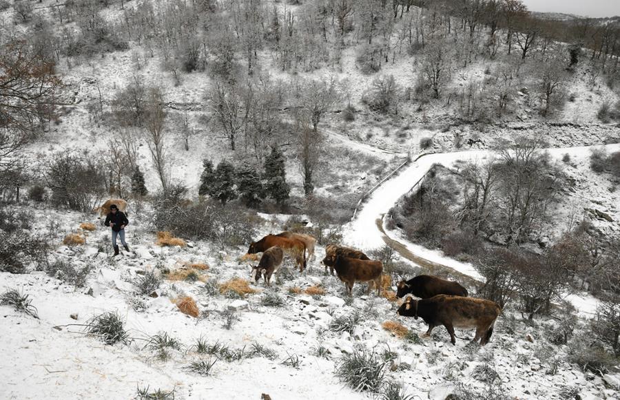 
	Mucche al pascolo (foto Locci)

