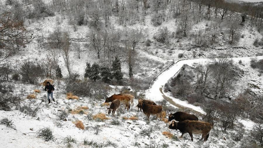 Mucche al pascolo (foto Locci)