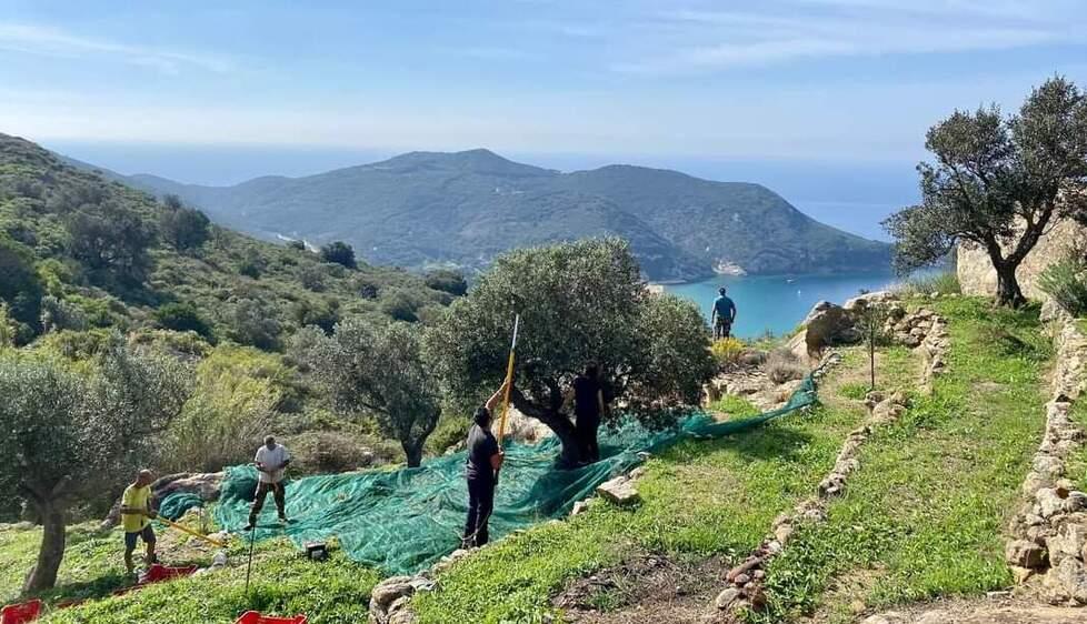 Dal mare alla terra, ecco l’olio gigliese: «Il nostro sogno sulle orme degli avi»